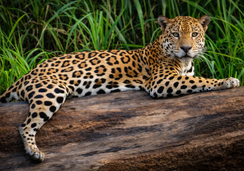 Explore the Amazon rainforest in Tambopata, Madre de Dios, Peru. Discover incredible wildlife, lush jungle landscapes, river adventures and unforgettable eco-tourism experiences with a private Amazon adventure.