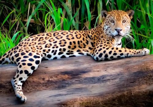 Amazon Paradise Escape
Tambopata, Madre de Dios, Peru
Otras opciones:
Amazon Paradise Adventure
Tambopata, Peru
Hidden Amazon Paradise
Tambopata Rainforest, Peru
Tambopata Amazon Experience
Explore the Heart of the Peruvian Rainforest