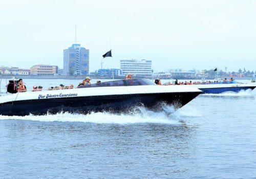 Swim with Sea Lions in Lima's Most Incredible Marine Wildlife Adventure